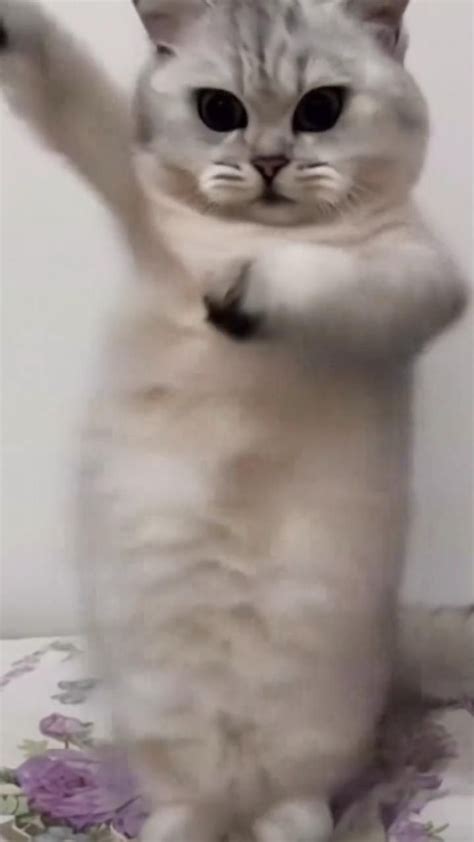 Beat The Koto Nai Dance Cat .